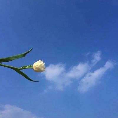 王者勋章最新官方版下载